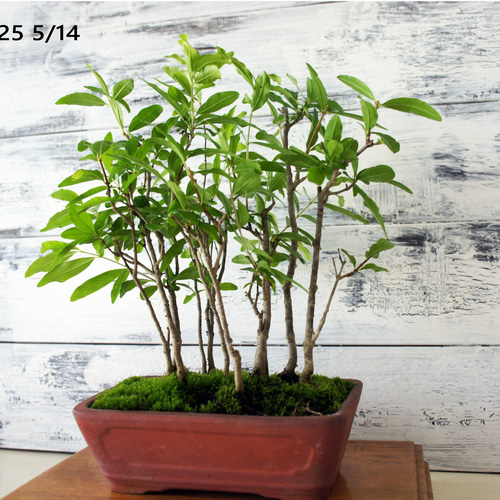 盆栽 『ザクロ』 和風 インテリア 観葉植物 園芸 オブジェ 送料無料 b136 盆栽 『ザクロ』 和風 インテリア 花 苔 実 園芸 ガーデニング