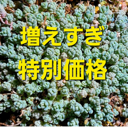増えすぎ特別価格】多肉植物セダム ダシフィルム50カット【育成