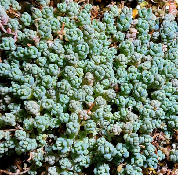 多肉植物　セダム　ダシフィルム50カット&プロリフィカ×姫秀麗8カット 多肉植物 セダム ダシフィルム50カット&プロリフィカ×姫秀麗8カット