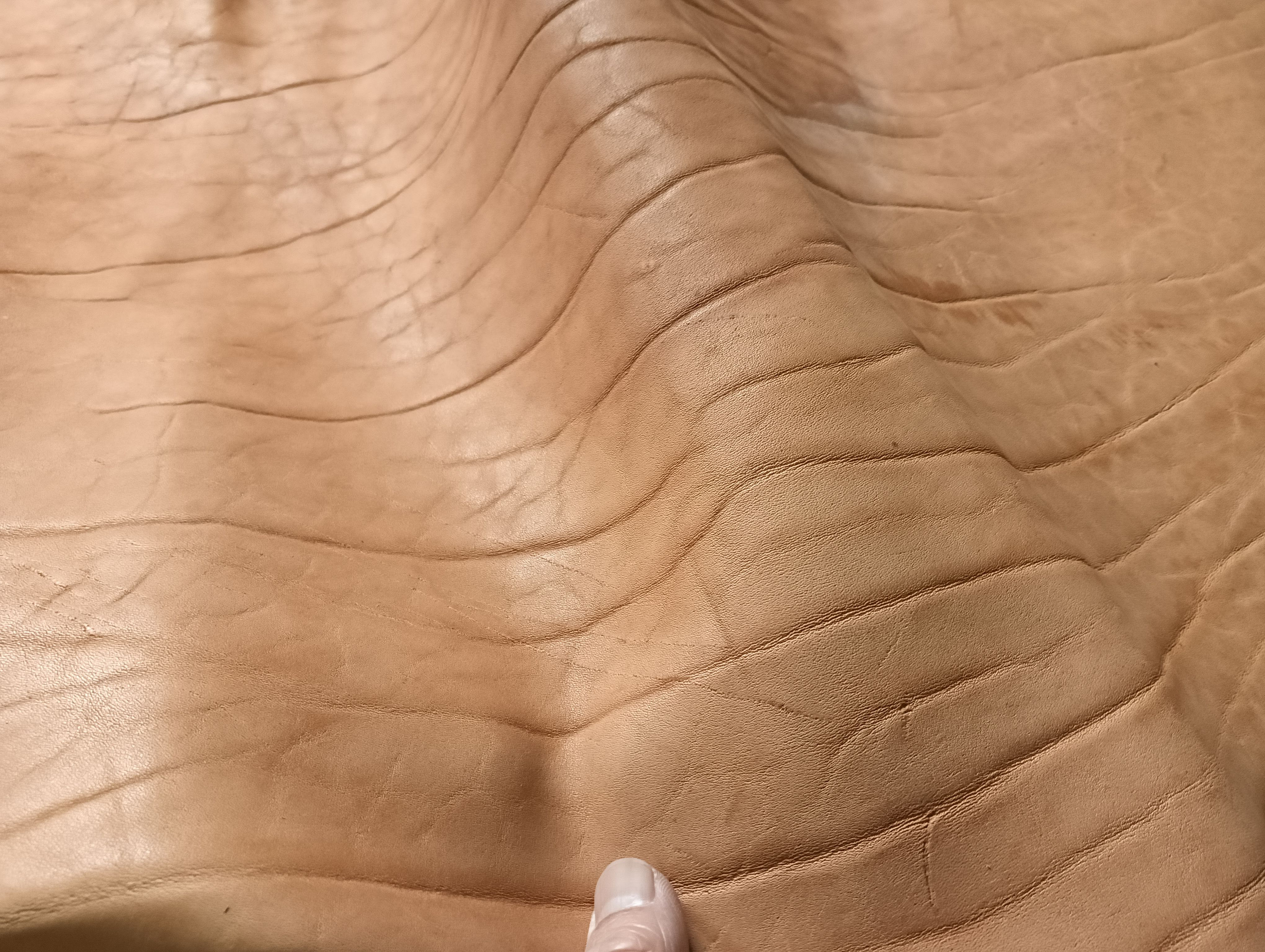 イタリア牛革　ベジタブル　ネック（首の部分）　大きさ40～50デシ　厚さ1.3～1.5mm前後