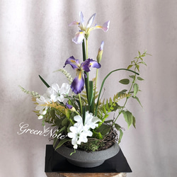 SALE】シンボルツリーにも♡常緑エニシダの春らしい寄せ植え 多肉植物