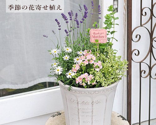 お花　父の日　寄せ植え　イングリッシュラベンダー　カンパヌラ　ブルーワンダー 八重咲き♡ブルーワンダー♡カンパニュラ♡豪華な花 アート