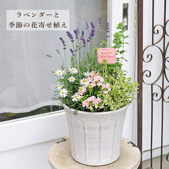 季節の花寄せ植え イングリッシュラベンダー＆ネメシア メーテル