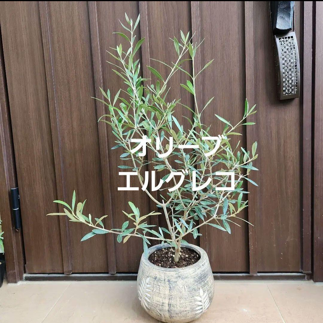 再販♡　オリーブ　エルグレコ　テラコッタ鉢植え　苗　シンボルツリー
