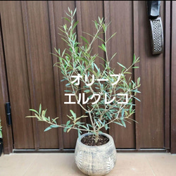 大きめ♪オリーブの木 エルグレコ 大型お洒落テラコッタ鉢植え