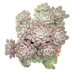 パープルクリスタル (抜き苗)【エケベリア】多肉植物 多肉植物