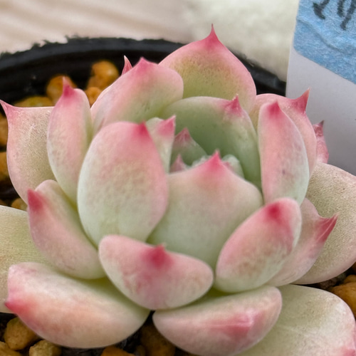 多肉植物 エケベリア　マリア 193A😇🌹AKマリア ｜🍀GreenSnap（グリーンスナップ）