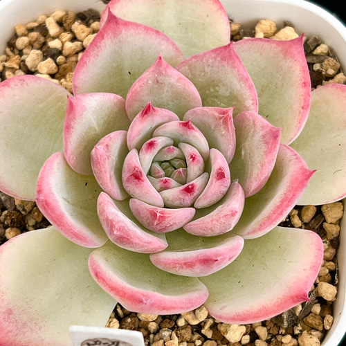 マリア＊エケベリア＊多肉植物＊抜き苗 多肉植物 ＊N＊ 通販 19225941