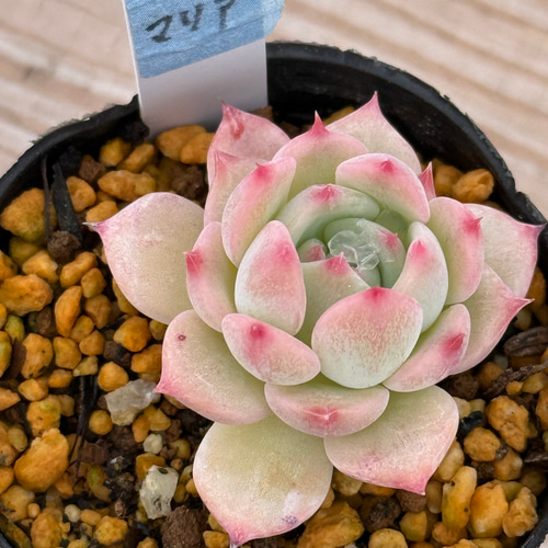 マリア＊エケベリア＊多肉植物＊抜き苗 多肉植物 ＊N＊ 通販 19225941