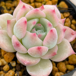 マリア＊エケベリア＊多肉植物＊抜き苗 多肉植物 ＊N＊ 通販 19225941