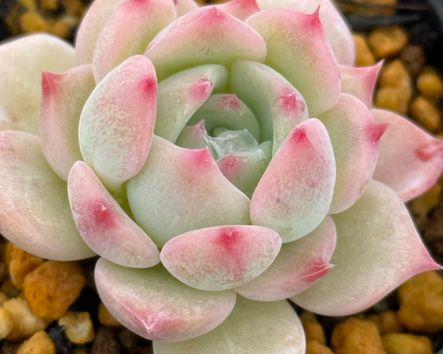 多肉植物 エケベリア　マリア マリア＊エケベリア＊多肉植物＊抜き苗 多肉植物 ＊N＊ 通販