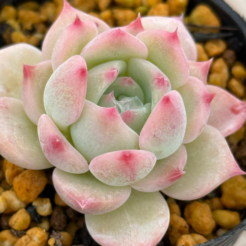 マリア＊エケベリア＊多肉植物＊抜き苗 多肉植物 ＊N＊ 通販 19225941