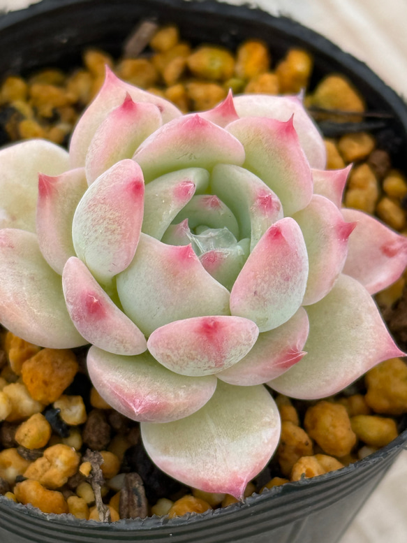 マリア＊エケベリア＊多肉植物＊抜き苗 多肉植物 ＊N＊ 通販 19225941