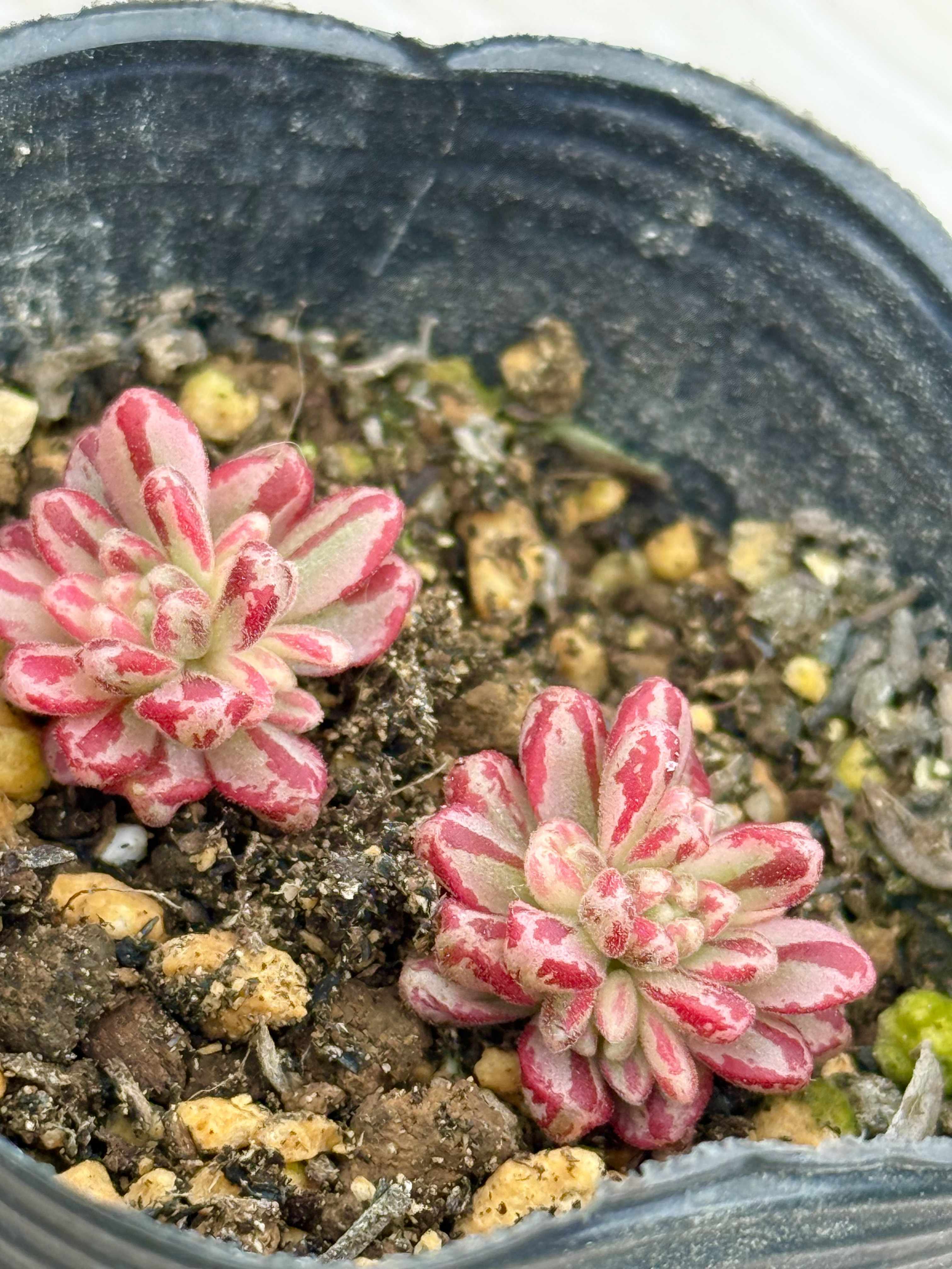 小人の祭り　抜き苗　多肉植物 小人の祭り錦(7-49)＊多肉植物＊抜き苗 多肉植物 ＊N＊ 通販