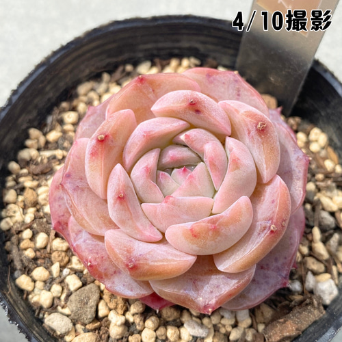 1苗【7.5cmポット/リーオー】中苗 輸入苗 多肉植物 多肉植物 多肉植物