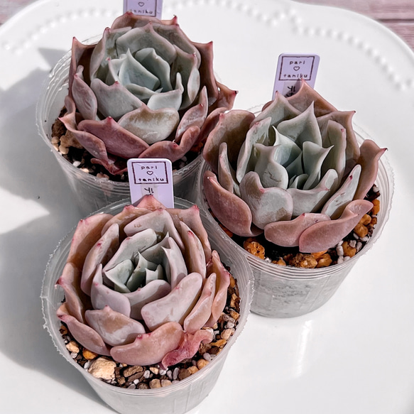 D204］多肉植物 韓国苗 シャフラン錦 特特大 多肉植物 デザート