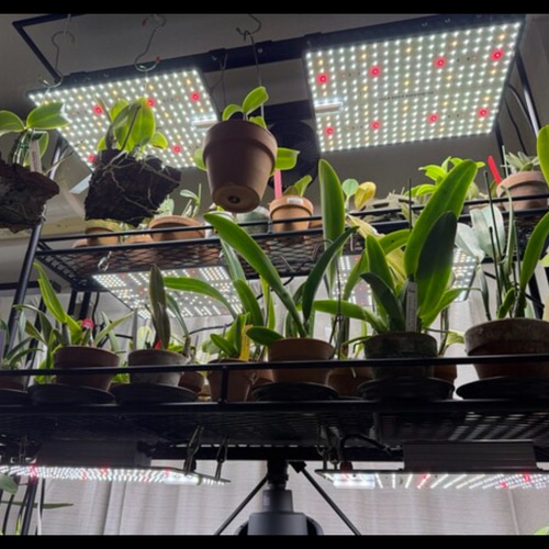 りゅう専用オーダーページ 植物棚 ライティングレール ボタニカル