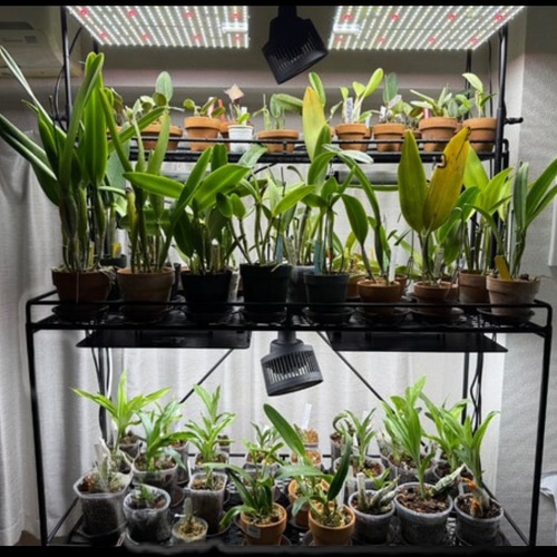 りゅう専用オーダーページ 植物棚 ライティングレール ボタニカル