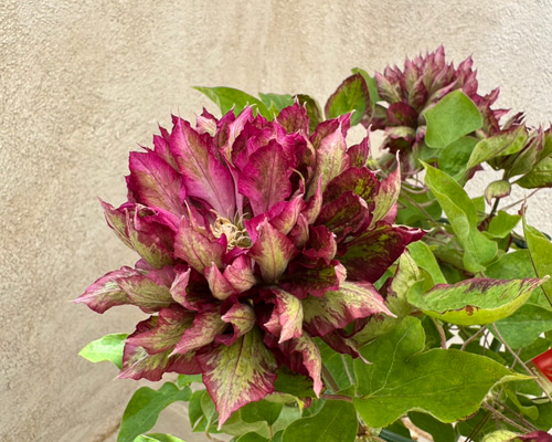 炎花 炎の花 by らむりん （ID：9029349） - 写真共有サイト:PHOTOHITO