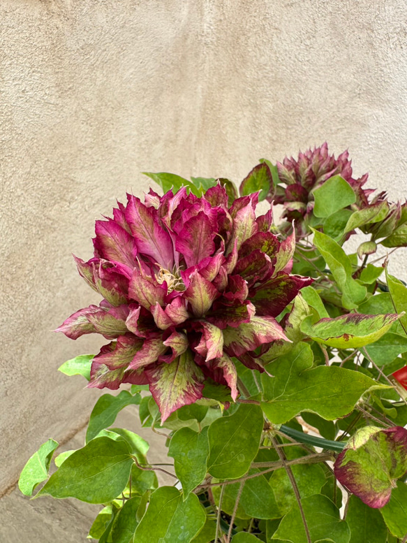 クレマチス、花炎、鉢植え！母の日のプレゼントにオススメ 母の日 クレマチス(花炎) | BLOOM&STRIPES（ブルームアンド