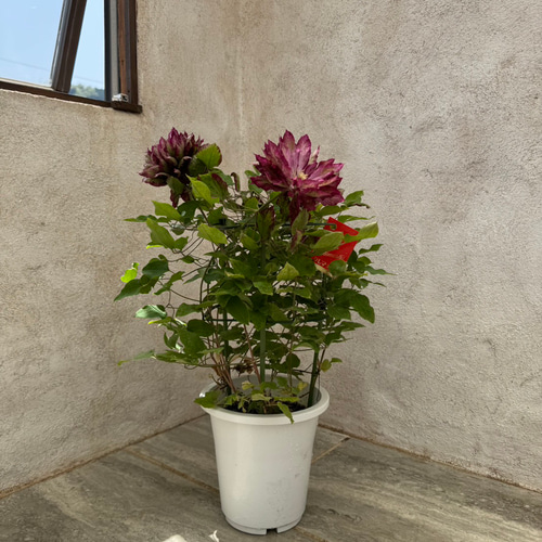 花好きさんに人気！八重咲き大輪系クレマチス『花炎』の鉢植え。母の日