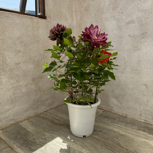 花好きさんに人気！八重咲き大輪系クレマチス『花炎』の鉢植え。母の日