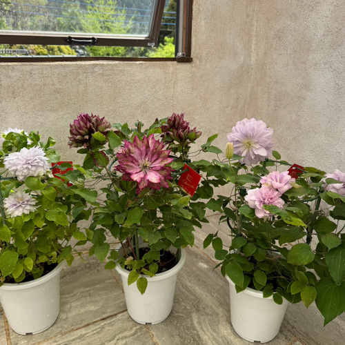 花好きさんに人気！八重咲き大輪系クレマチス『花炎』の鉢植え。母の日