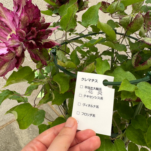 花好きさんに人気！八重咲き大輪系クレマチス『花炎』の鉢植え。母の日