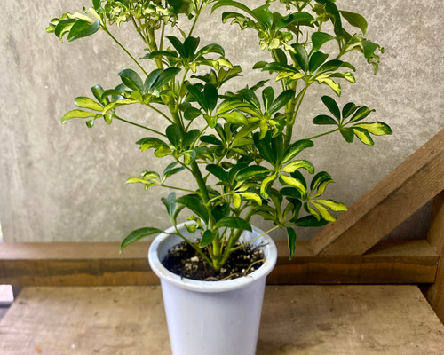 観葉植物 緑色と白の斑点 3本立ち 27b854b9561e5df2e4669033178da8