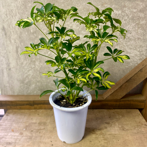 観葉植物 斑入り シェフレラ コンパクタ アートフラワー plant life