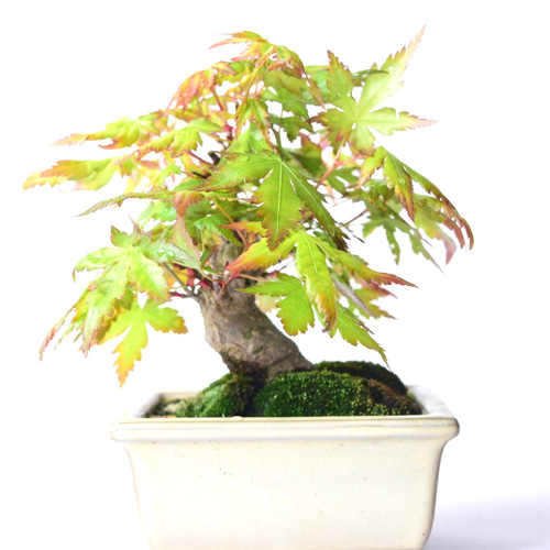 山モミジ no.129 盆栽 盆栽 盆栽やす 通販 19226965｜Creema