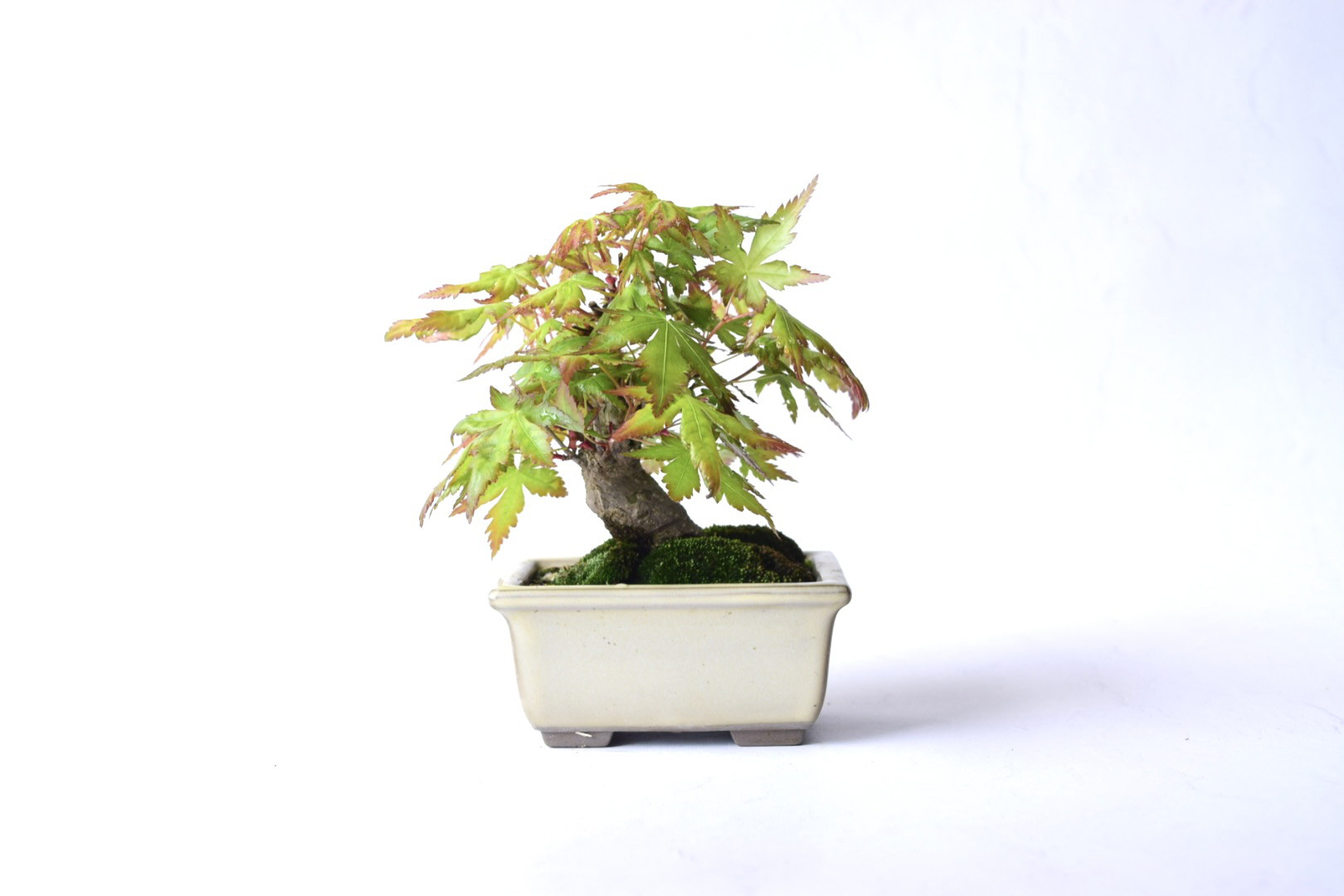 ヤマモミジ盆栽！ もみじ 山もみじ (ヤマモミジ / モミジ) 寄せ植え 盆栽 奥行22cm