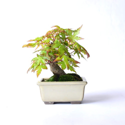 山モミジ no.129 盆栽 盆栽 盆栽やす 通販 19226965｜Creema(クリーマ)