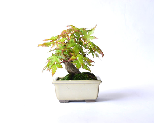 山モミジ盆栽 山モミジ no.129 盆栽 盆栽 盆栽やす 通販 19226965｜Creema(クリーマ)