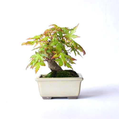 山モミジ no.129 盆栽 盆栽 盆栽やす 通販 19226965｜Creema(クリーマ)