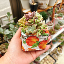 リメイク鉢 のおすすめ人気通販 検索結果｜Creema(クリーマ