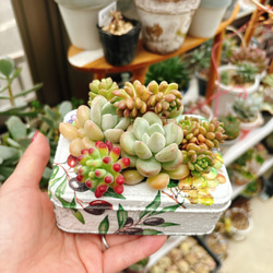 リメイク鉢 のおすすめ人気通販 検索結果｜Creema(クリーマ