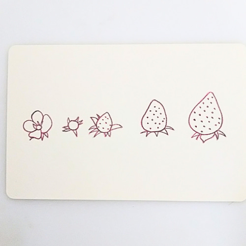 鉛筆画　　原画1点もの　order 色鉛筆画 原画 1点物 線画 いちご 果物 イラスト ハガキサイズ