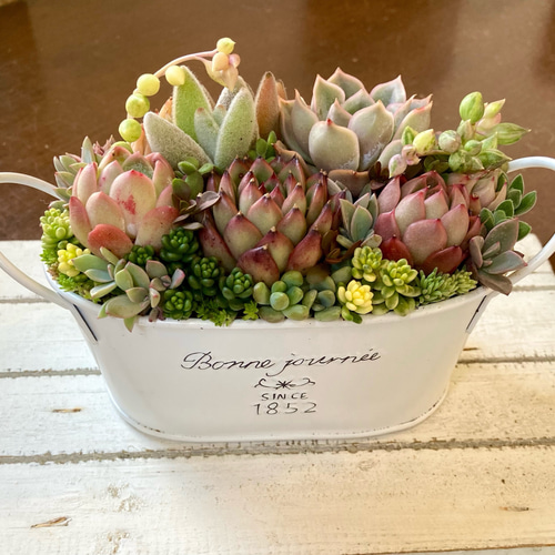 多肉植物寄せ植えそのまま飾れる 白ポット取って付き おしゃれポット