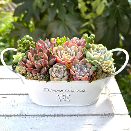 多肉植物寄せ植えそのまま飾れる 白ポット取って付き おしゃれポット