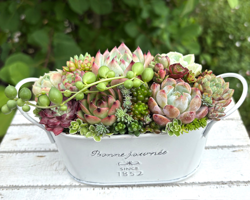 多肉植物寄せ植えそのまま飾れる 白ポット取って付き おしゃれポット