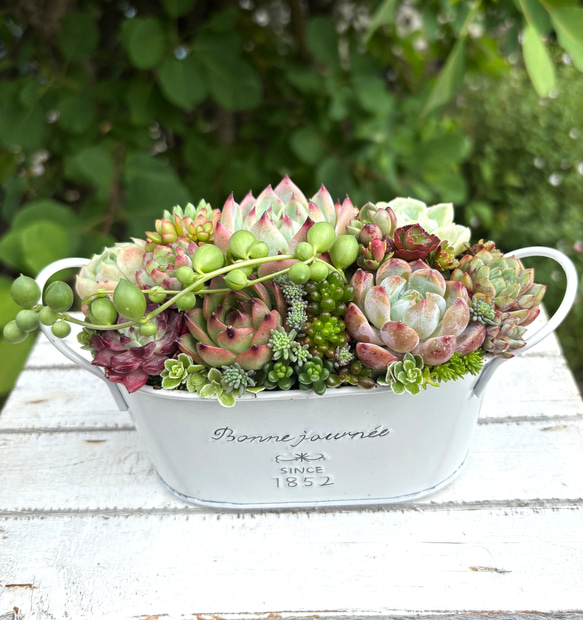 多肉植物 寄せ植え そのまま飾れる♡.*゜リース♡*°ホワイトNo.1 多肉植物寄せ植えそのまま飾れる 白ポット取って付き おしゃれポット