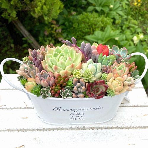 多肉植物寄せ植えそのまま飾れる 白ポット取って付き おしゃれポット
