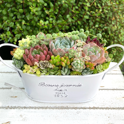 多肉植物寄せ植えそのまま飾れる 白ポット取って付き おしゃれポット