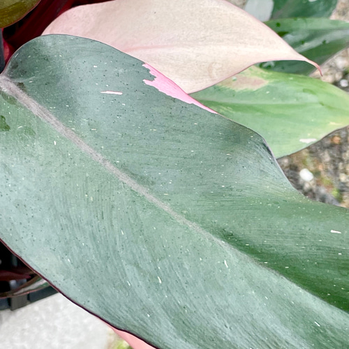 大株 フィロデンドロン・ピンクプリンセス 7号（21cm）吊り鉢 その他