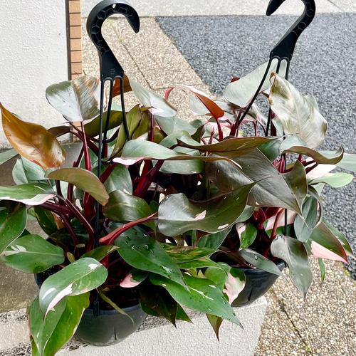 フィロデンドロン ピンクプリンセス 7号 大株 フィロデンドロン・ピンクプリンセス 7号（21cm）吊り鉢 その他