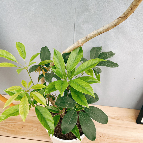 現品］【希少】19番 シェフレラ チェンマイ 曲がり 8号 観葉植物 室内