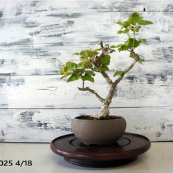 盆栽 『イチョウ』 紅葉 インテリア 観葉植物 ガーデニング 送料無料 b125