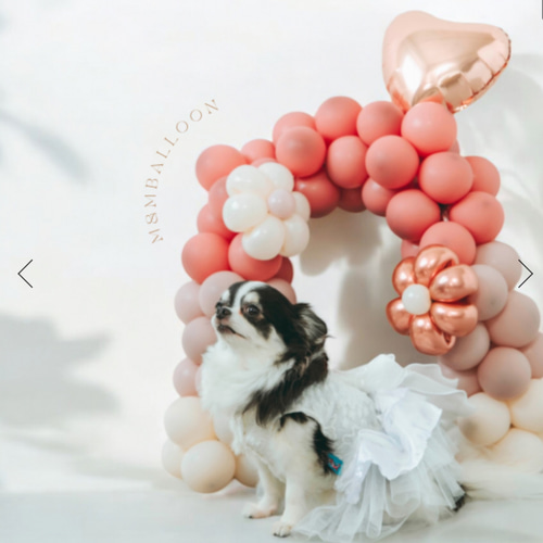 ペット＆ベビーの撮影に】バルーンアーチ mini 誕生日プレゼント M&M