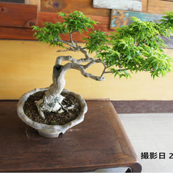 盆栽 『イチョウ』 紅葉 インテリア 観葉植物 ガーデニング 送料無料 b125